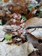 Pachysandra procumbens