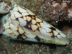 Conus bandanus