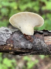 Polyporus fagicola
