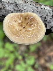 Polyporus fagicola