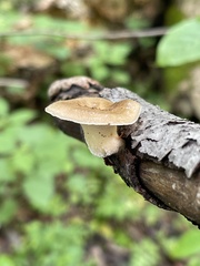 Polyporus fagicola