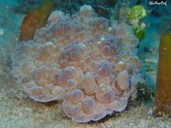 Dendrodoris tuberculosa