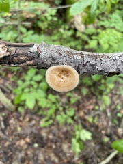 Polyporus fagicola