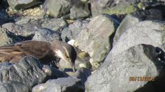 Cinclodes nigrofumosus