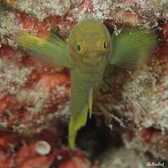 Priolepis aureoviridis