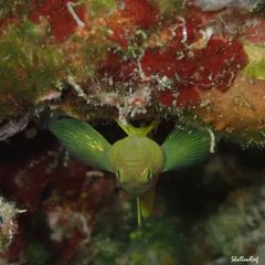Priolepis aureoviridis