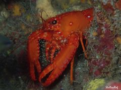 Enoplometopus occidentalis