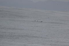 Synthliboramphus scrippsi