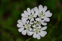 Orlaya grandiflora