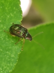 Percolaspis