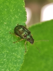 Percolaspis