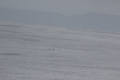 Synthliboramphus scrippsi