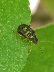 Percolaspis
