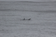 Synthliboramphus scrippsi