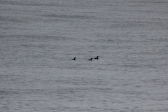 Synthliboramphus scrippsi