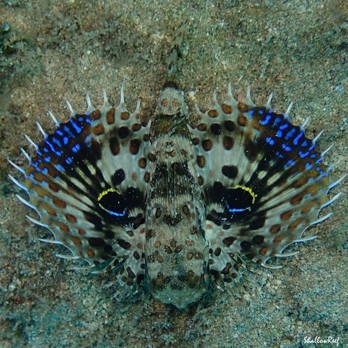 Dactyloptena orientalis observed 2021-07-23