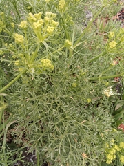 Cachrys sicula