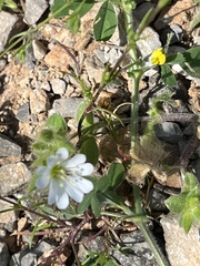 Cerastium illyricum