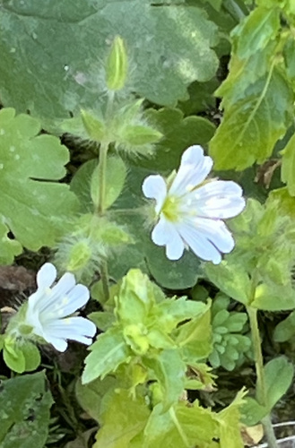 Illyrische hoornbloem (Cerastium illyricum)
