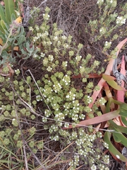 Thymus camphoratus