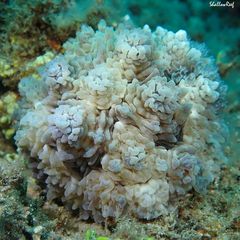 Dendrodoris tuberculosa