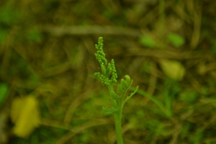 Botrychium acuminatum