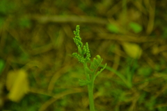 Botrychium acuminatum