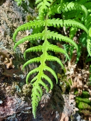 Phegopteris connectilis