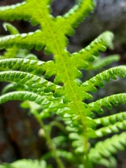 Phegopteris connectilis