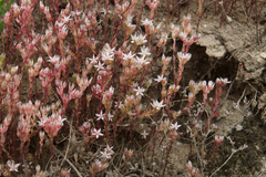 Sedum arenarium