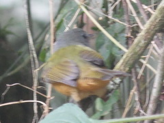 Mionectes rufiventris