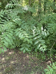 Fraxinus excelsior