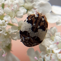 Anthrenus isabellinus