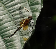 Erythrodiplax fervida