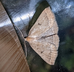 Pechipogo plumigeralis