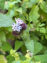 Anchusa variegata