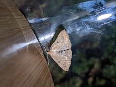 Pechipogo plumigeralis