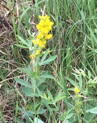 Thermopsis divaricarpa