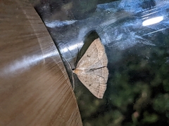 Pechipogo plumigeralis