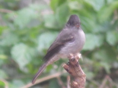 Contopus cinereus