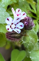 Anchusa variegata
