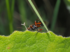 Tenthredopsis stigma