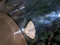 Pechipogo plumigeralis