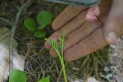 Botrychium acuminatum