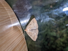 Pechipogo plumigeralis