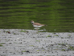 Charadrius vociferus
