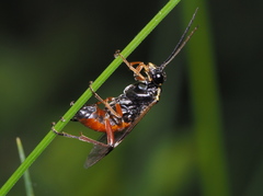 Tenthredopsis stigma