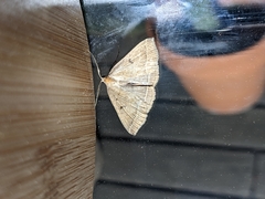 Pechipogo plumigeralis