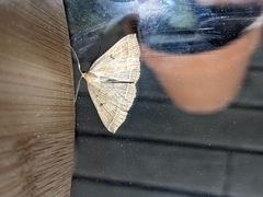 Pechipogo plumigeralis