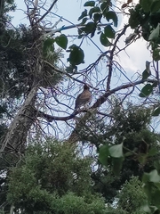 Parabuteo unicinctus
